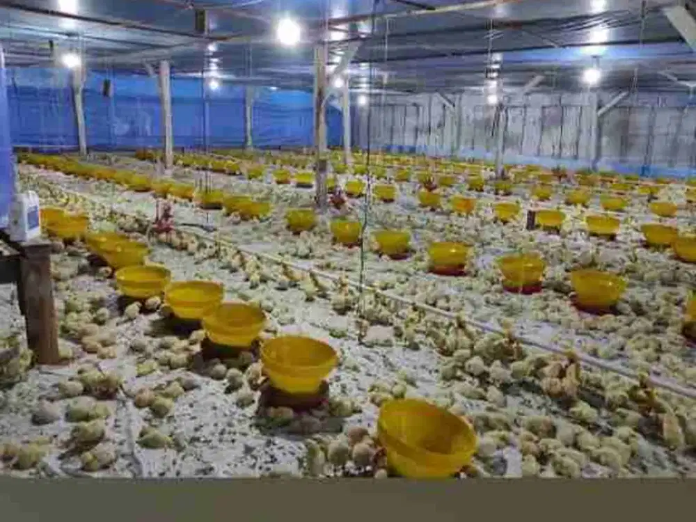 KANDANG AYAM BROILER IZIN LENGKAP SIAP BEROPERASI