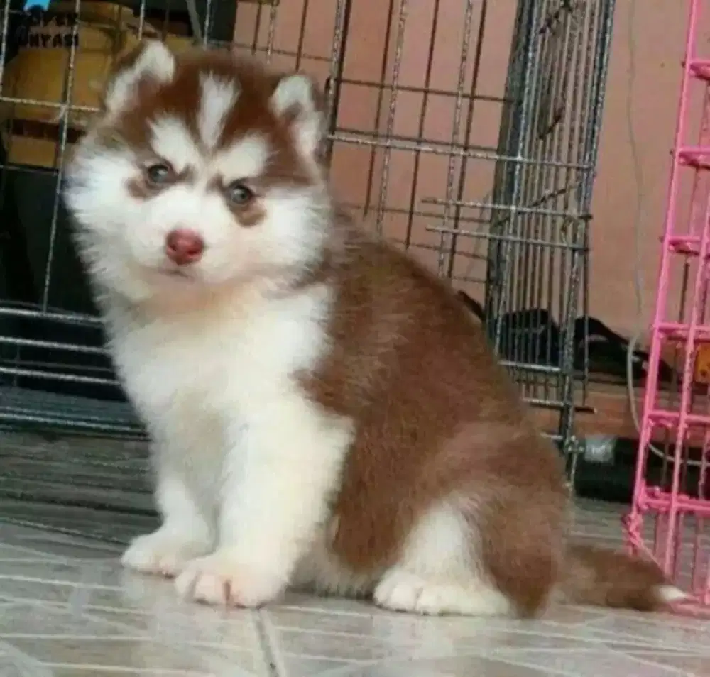 DIJUAL ANAK ANJING SIBERIAN HUSKY PREMIUM
