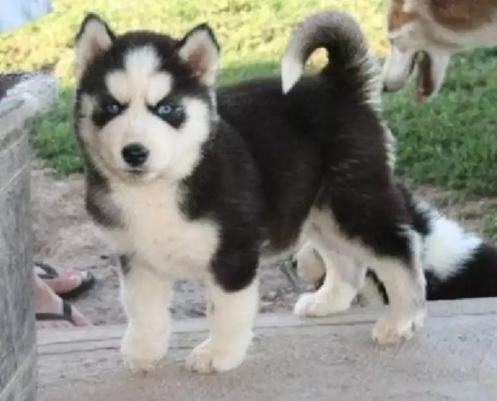 DIJUAL ANAK ANJING SIBERIAN HUSKY PREMIUM