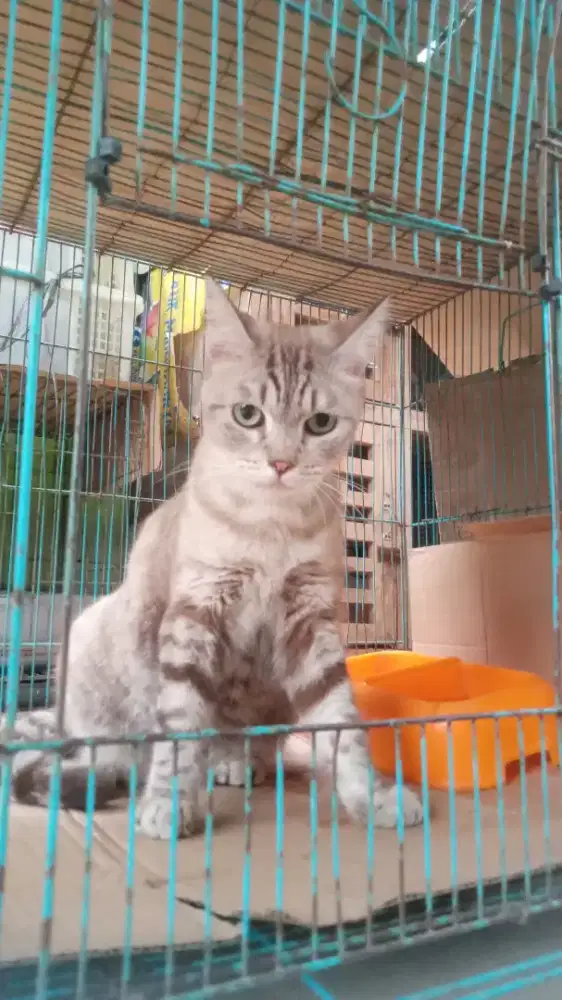 Kucing BSH mix Ben9al snow betina steril