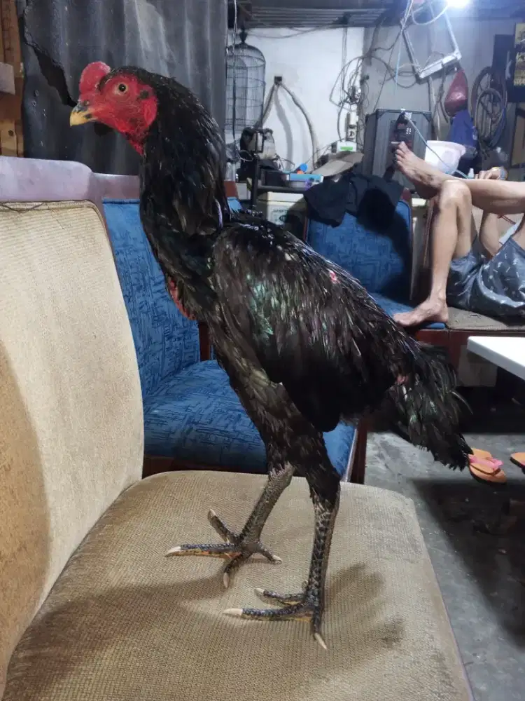 Ayam Bangkok selatan x blackbul full hitam 5 bulan