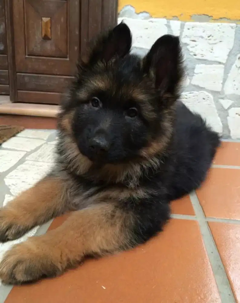DIJUAL ANAK ANJING GERMAN SHEPHERD/ HERDER