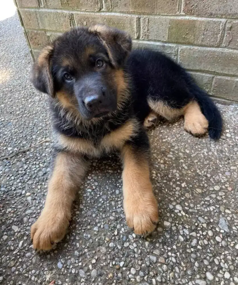 DIJUAL ANAK ANJING GERMAN SHEPHERD/HERDER