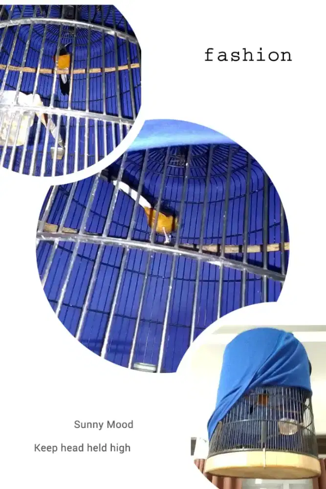 Burung Murai Batu Murai Gacor