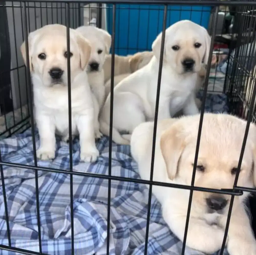 DIJUAL ANAK ANJING LABRADOR SUPPER