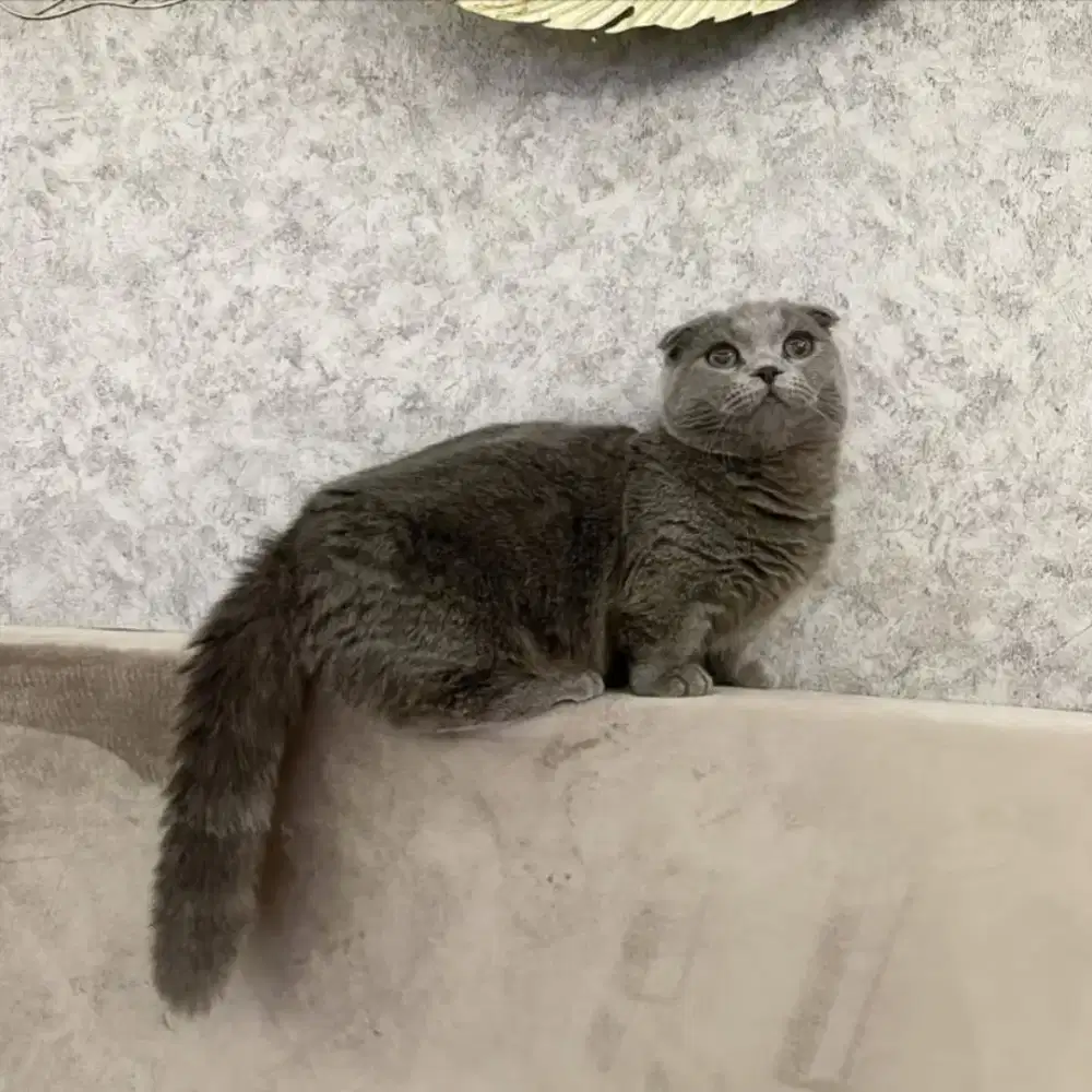 Munchkin Gaelic Jantan Jago Kawin