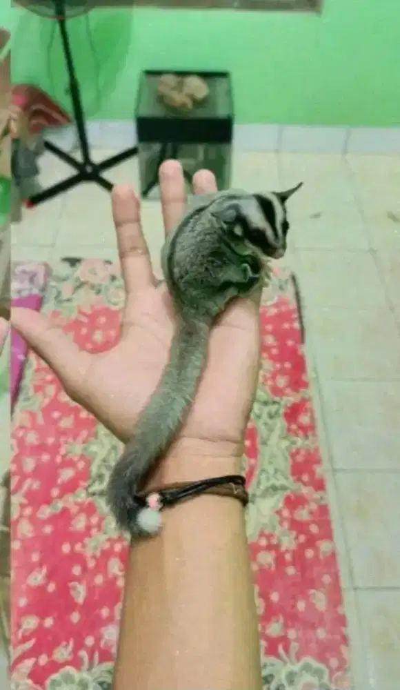 sugar glider low mozaik