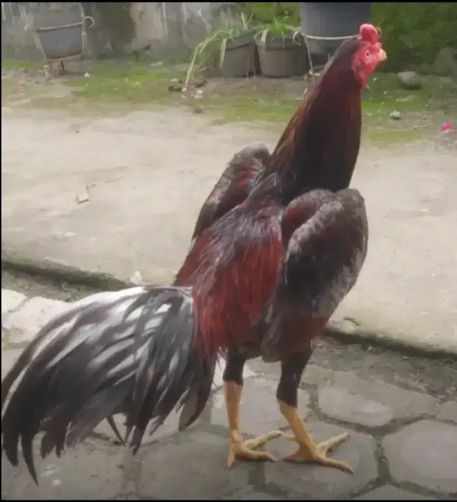 Ayam Jalu Kelabu Wisanggeni - Untuk jadi PACEK