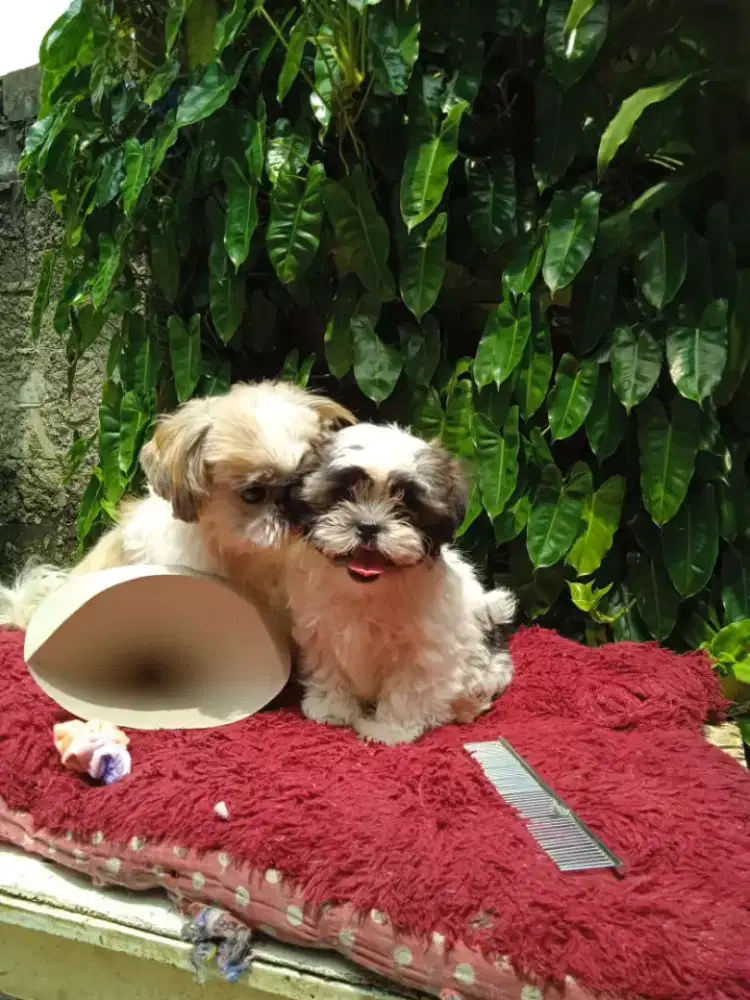 Anjing puppy shintzhu 2bulan betina