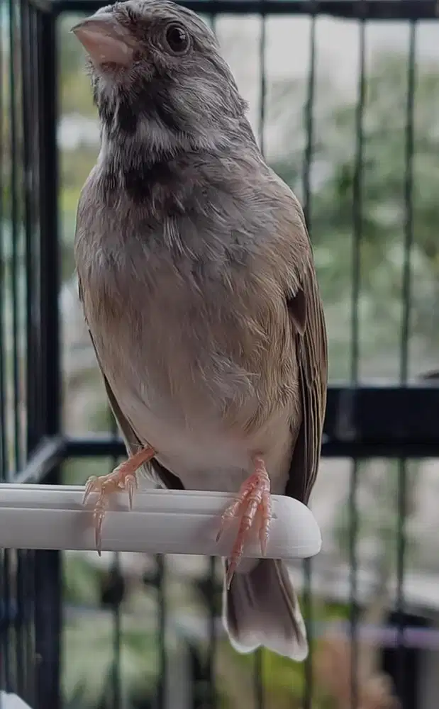 blackthroat botswana gacor buka sayap fullset