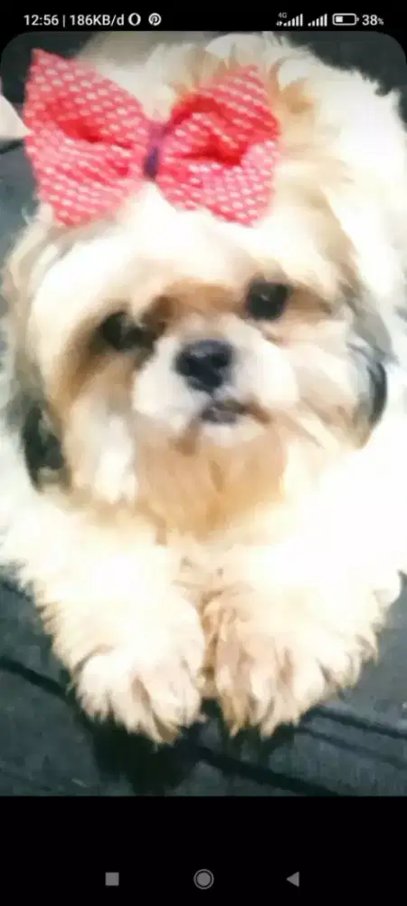 Anjing shintzhu betina 2thn