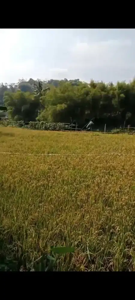 Dijual sawah luas 7014 meter limbangan garut
