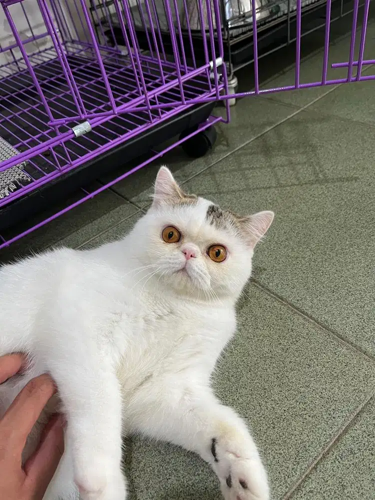 LEPAS ADOPSI EXOTIC SHORTHAIR/PEAKNOSE