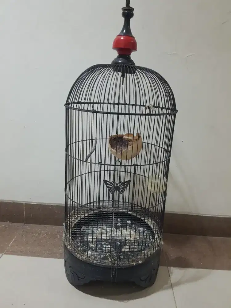 Kandang burung lb, kandang burung kenari, kandang burung konin