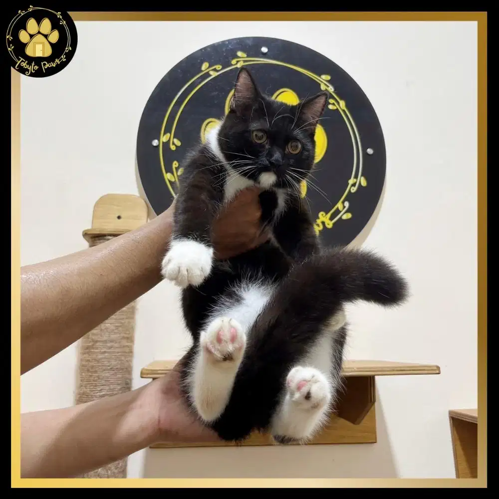 BRITISH SHORTHAIR MUNCHKIN NON STANDAR JANTAN