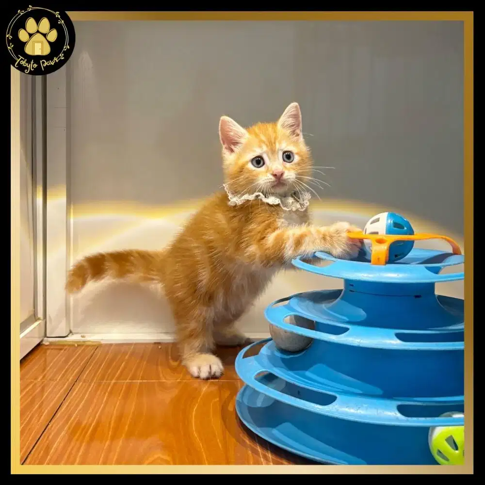 OPEN BOOKING KUCING KITTEN MUNCHKIN NON STANDAR LINE MUNCHKIN BSH