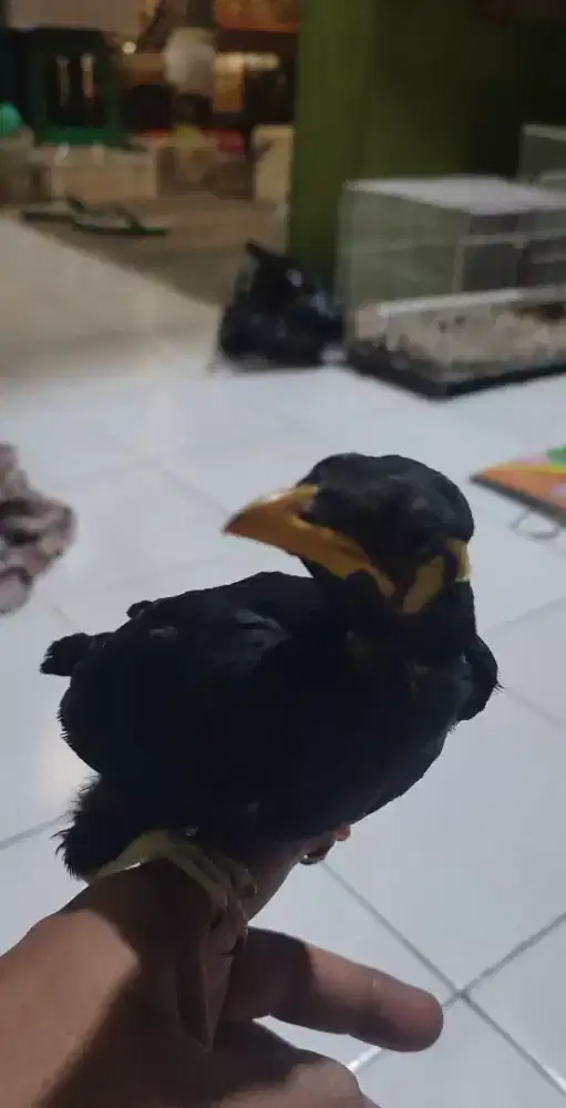 Lolohan beosiburungcerdas mulus bodi besar