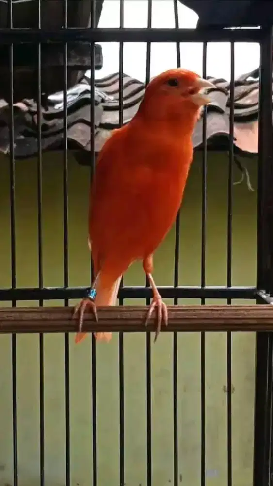 Kenari merlok pejantan gacor