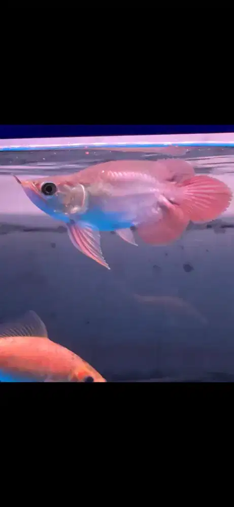 Arwana super red short body