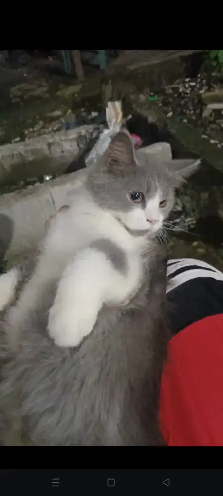 Kucing Persia Long Hair