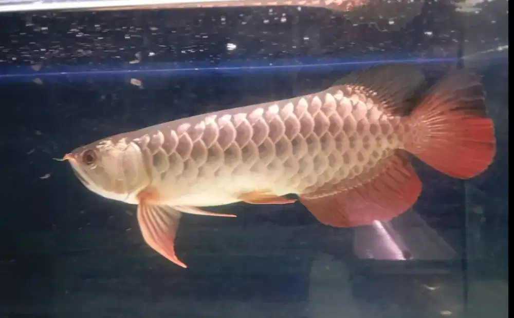 Arwana golden red 35cm