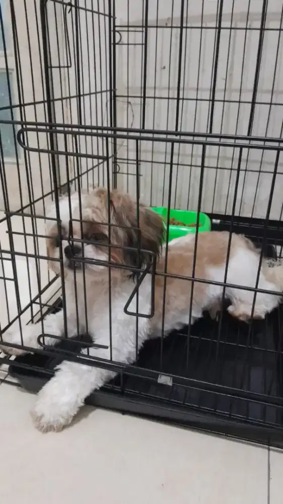 Jual Anjing Shitzu Jantan Murah