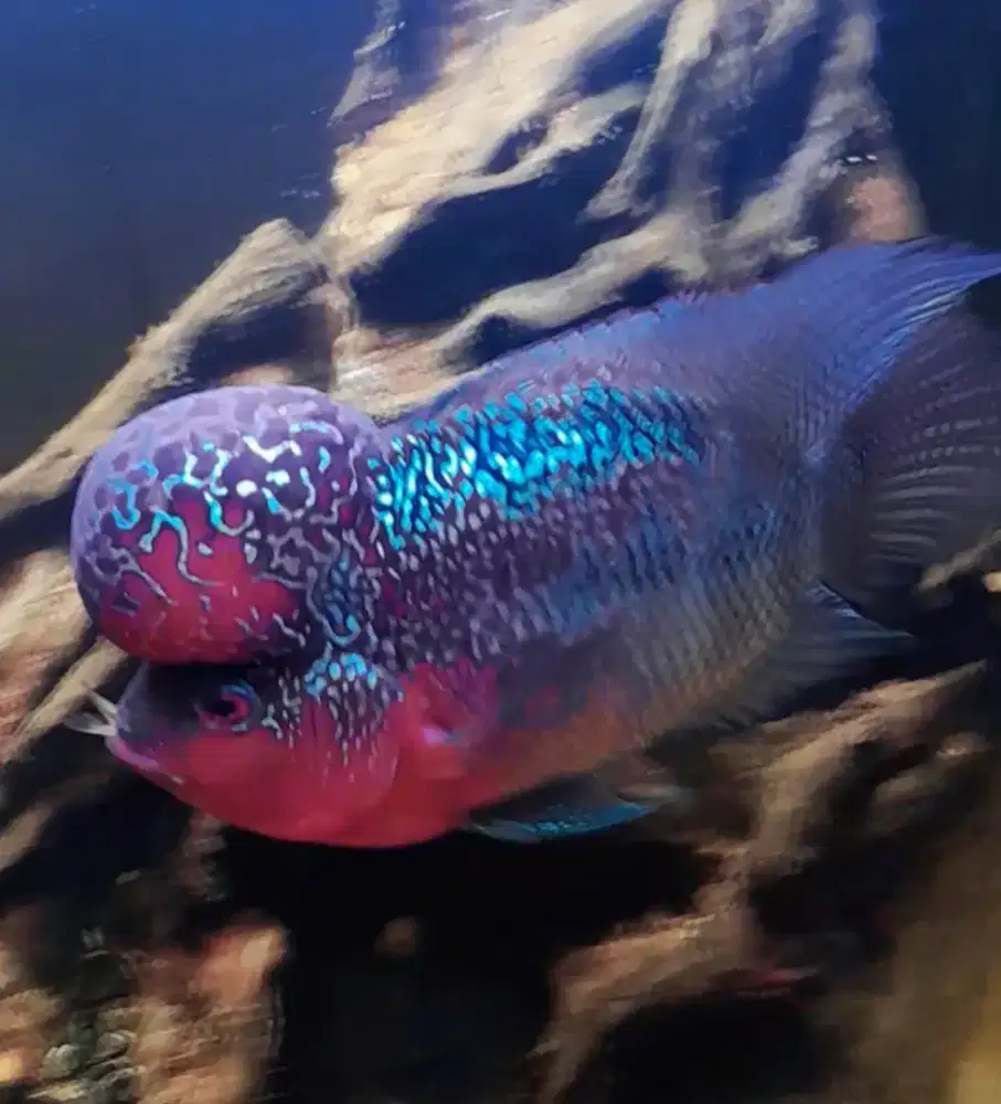 Louhan srd  gesit lincah