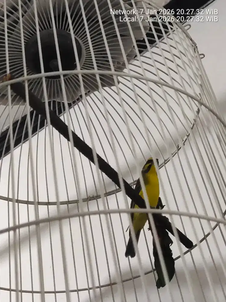 Burung muzambik bodi aduhai.bgus.mulus.