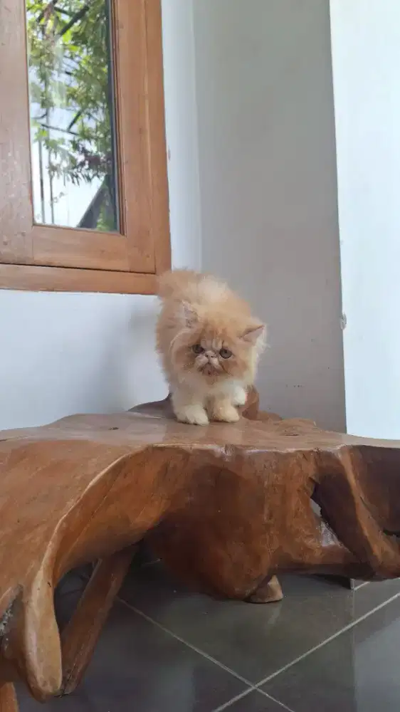 Kucing peaknose jantan