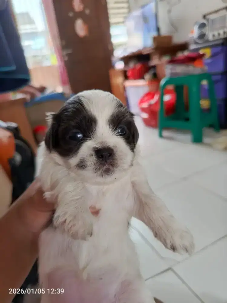 Jual anjing sitzu maltese