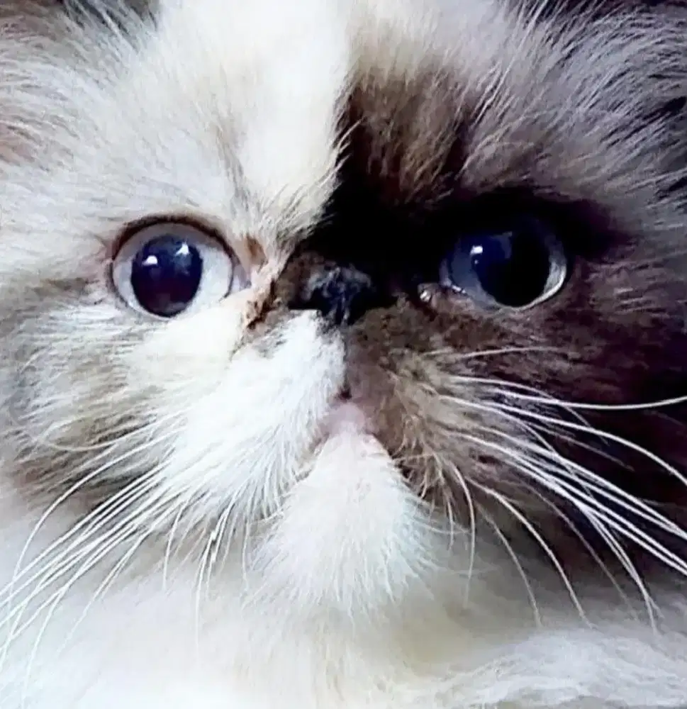 Indukan Persia Peaknose proven