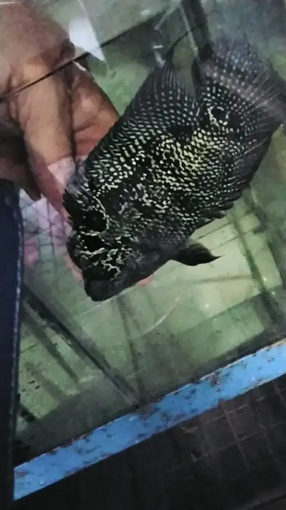 Louhan betina cencu full marking