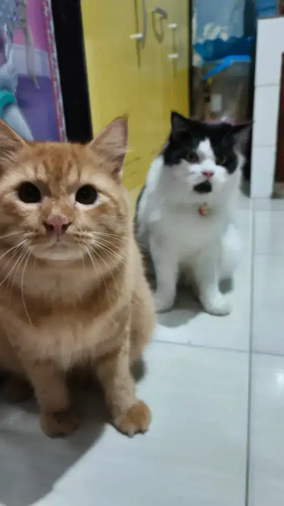 Kucing Persia Bigbone & Medium 2 Ekor
