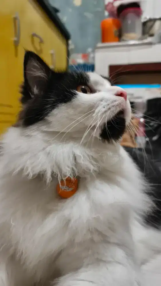 Kucing Persia Bigbone long Hair