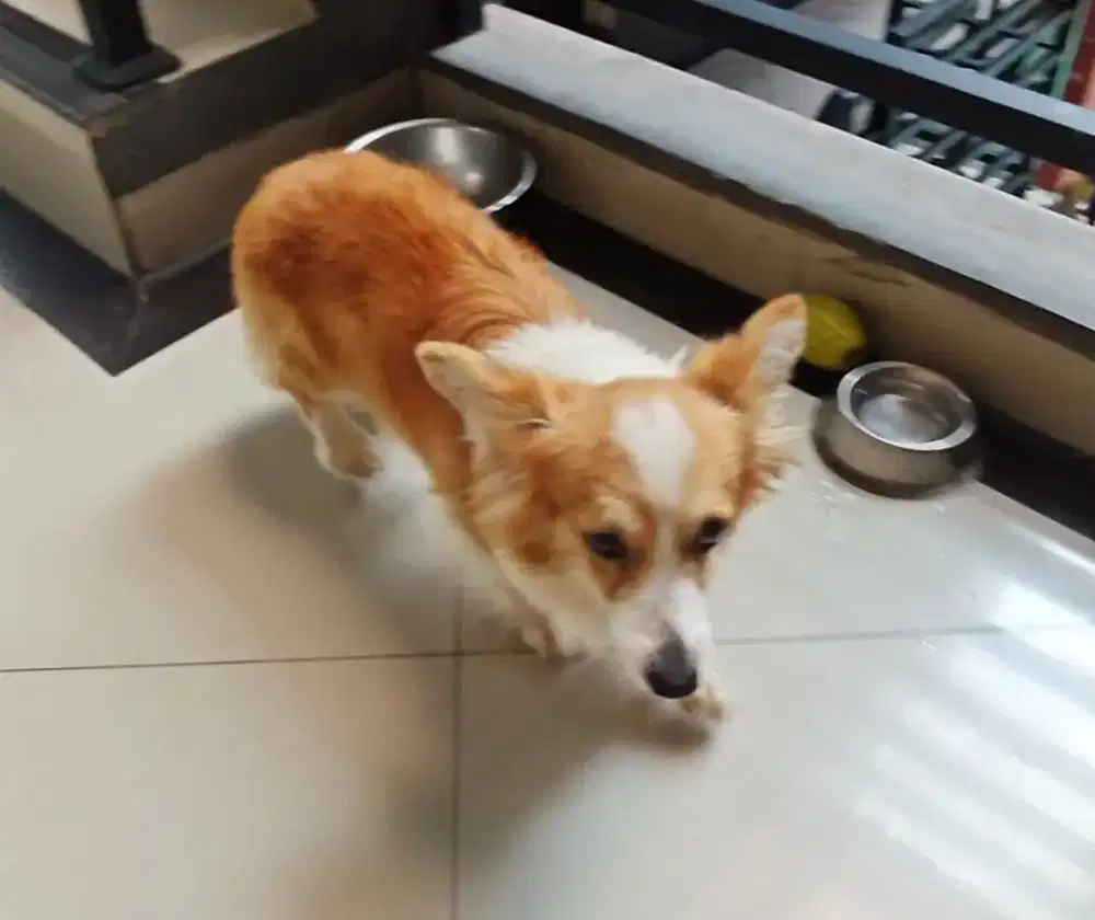DIjual anjing Corgi Pembroke Welsh