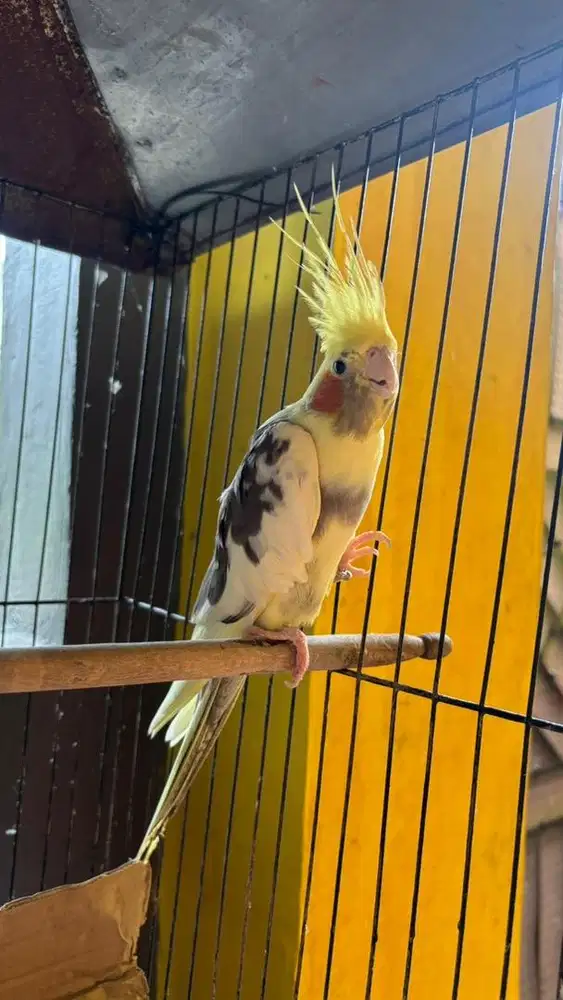 burung parkit australia dengan kandang