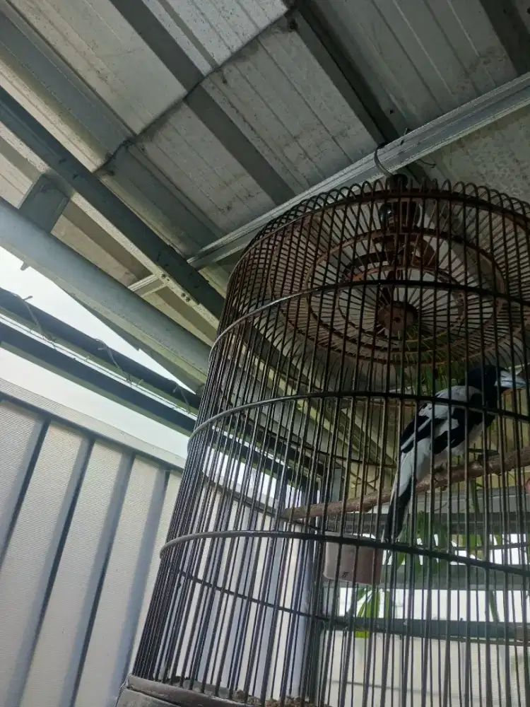 Burung jagal mulus gacorr