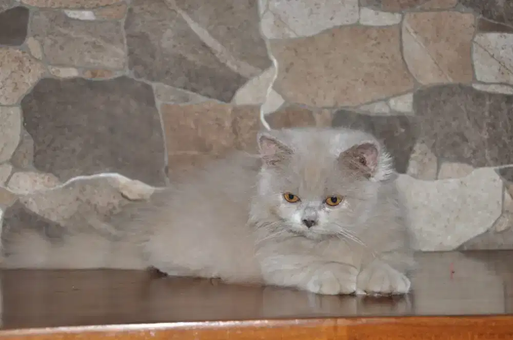 BLH lilac betina line ped