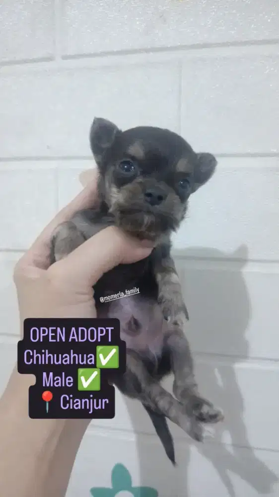 CHIHUAHUA MUNGIL