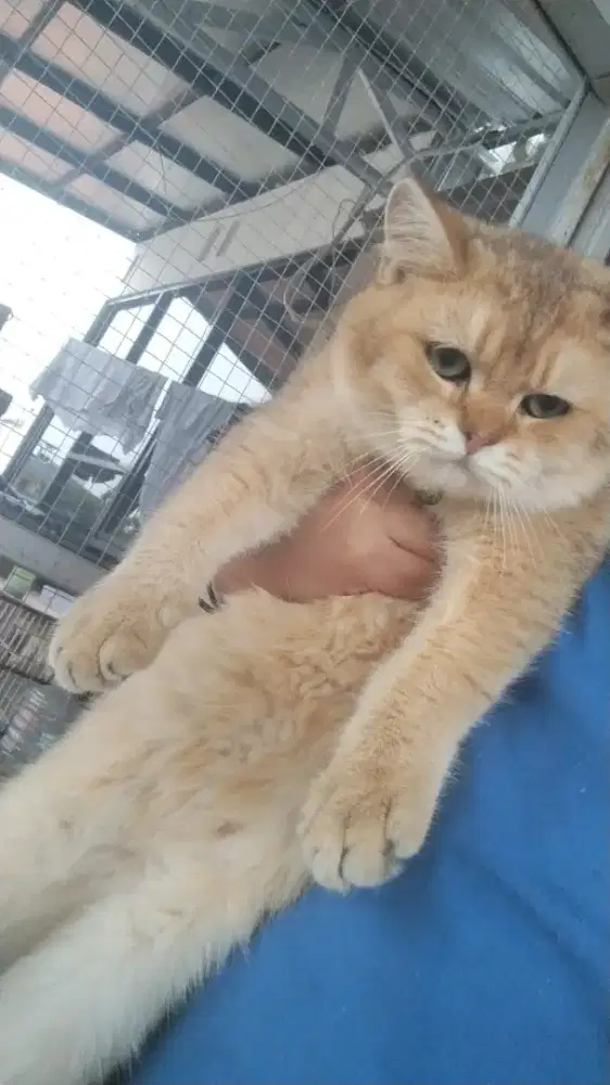 BSH GOLDEN JANTAN NY11