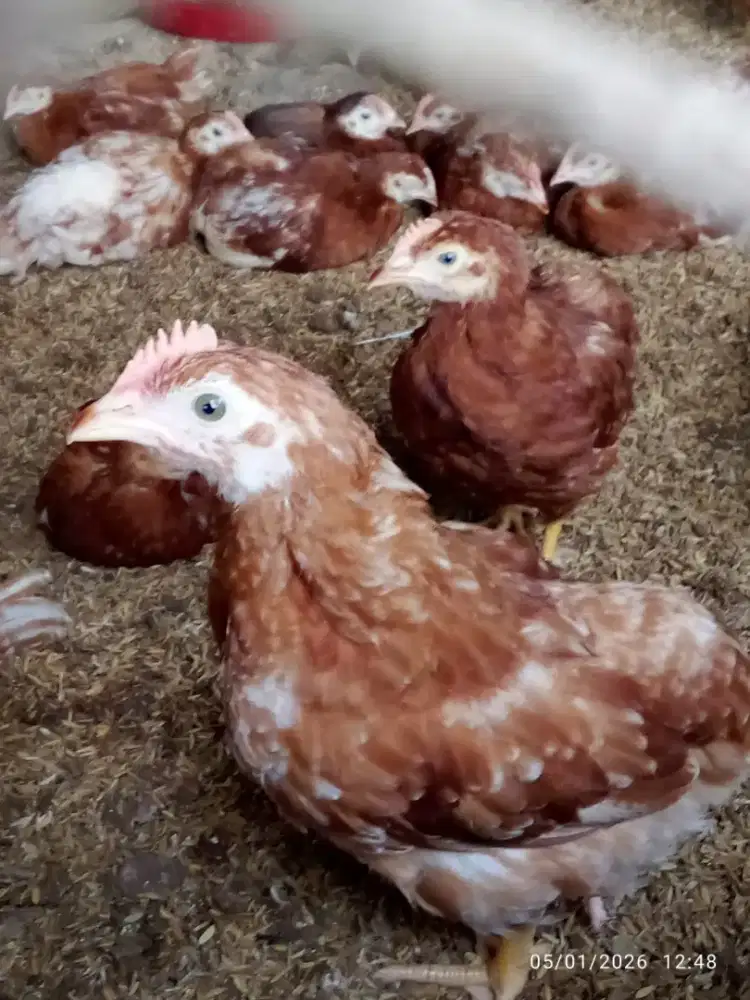 Jual Ayam Petelur& ELBA umur 7 minggu