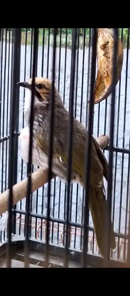 Burung cucakrawa nya gacorr