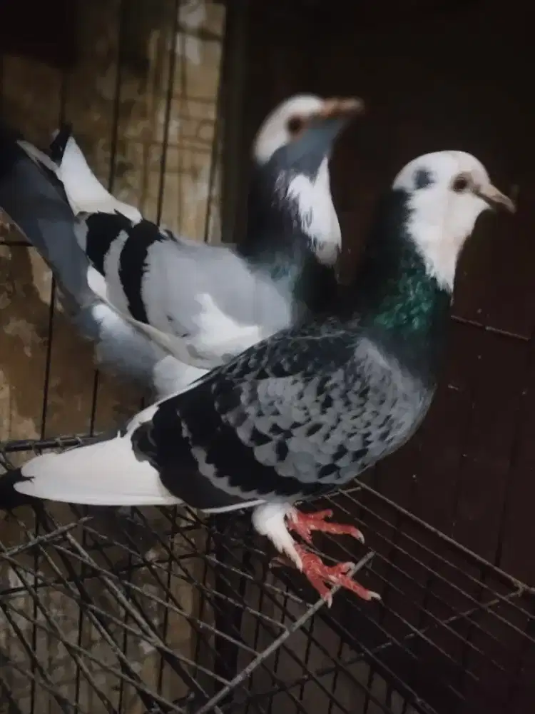 Jual sepasang burung dara atu bater kenari rajin buyi