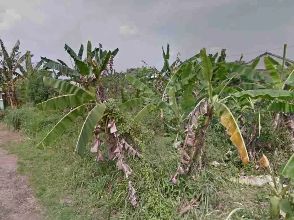 tanah matang deket ipb university bogor strategis