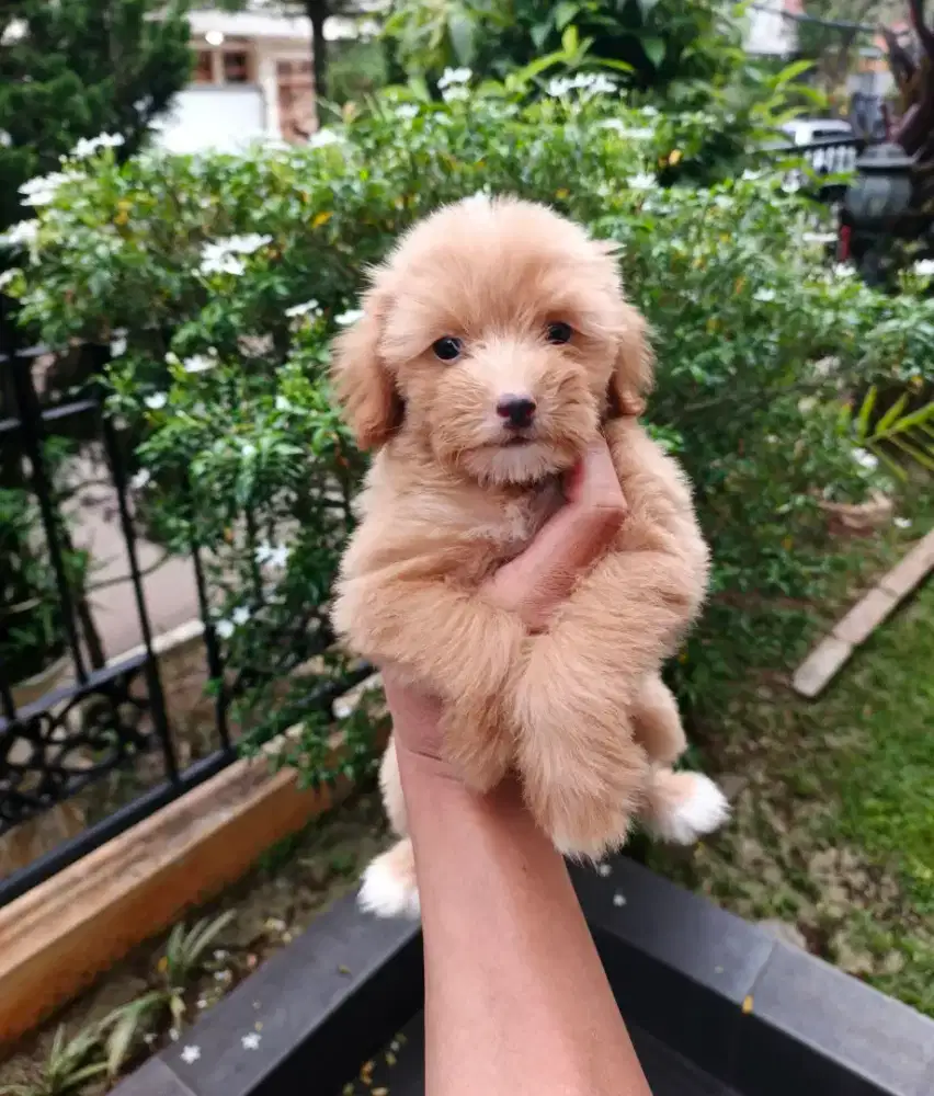 MALTIPOO BETINA 2 BUlAN