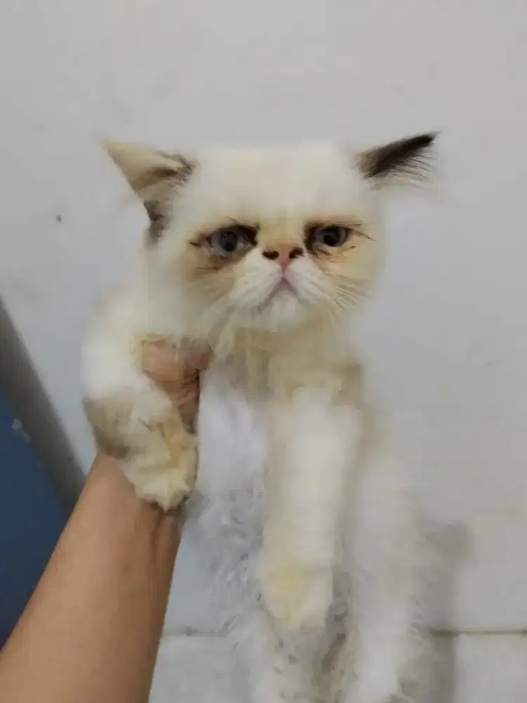 Lepas adopt peaknose