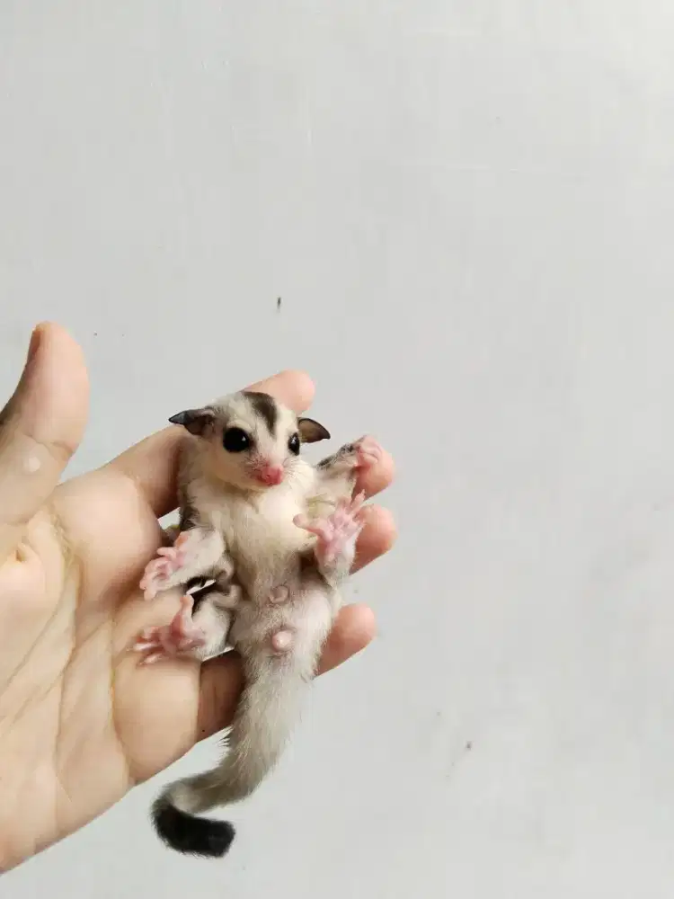 Sugar glider sg white face jinak total kandang kasur lemari set