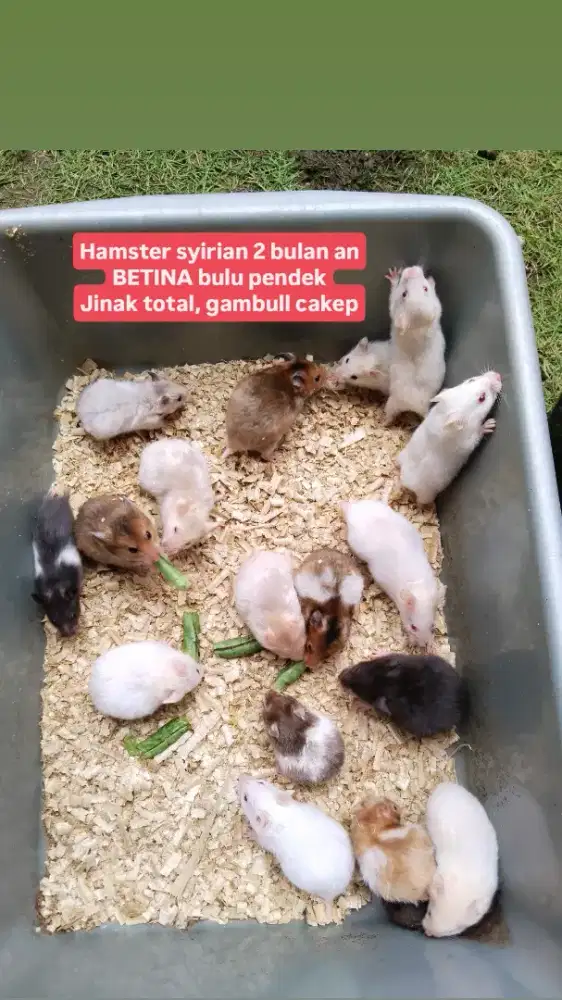 Hamster syirian anggora bulu pendek landak sg kitten kandang sewa
