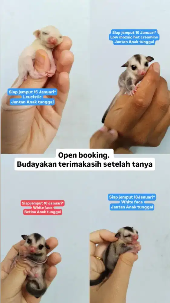 Sg Sugar glider white face leucistic grey moza kandang sewa tikus
