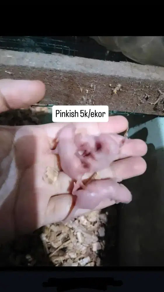 Tikus mencit cacing umpan mancing pancing joran lele lomba unjung